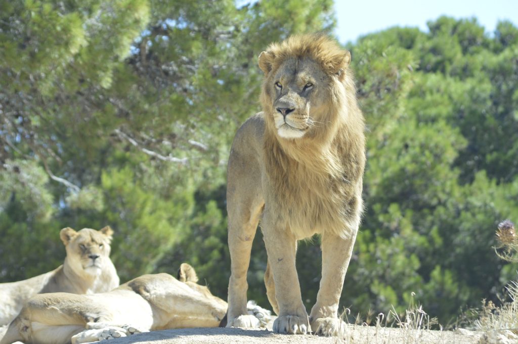 Un Lion dans la réserve de Sigean
