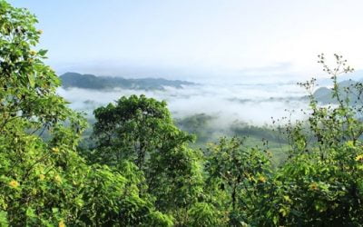 Voyager en Amazonie : tout ce que vous devez savoir